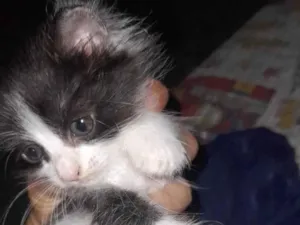 Gato raça Angorá idade Abaixo de 2 meses nome Duas Fêmeas