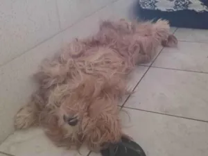 Cachorro raça Lhasa Apso idade 2 a 6 meses nome Jade 