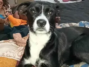 Cachorro raça SRD-ViraLata idade Abaixo de 2 meses nome Pretinha
