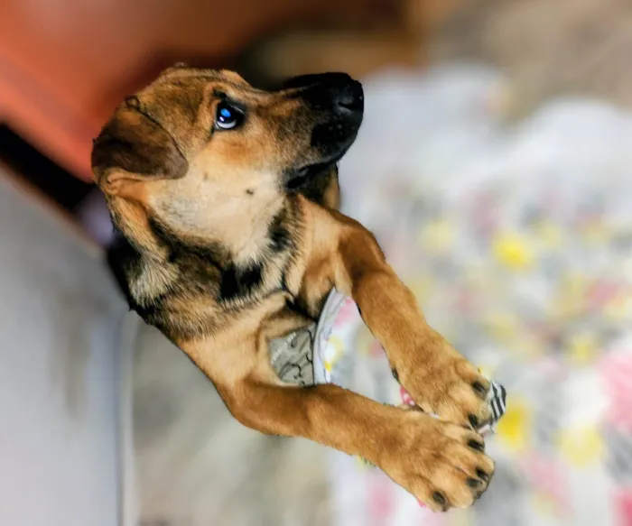 Cachorro ra a SRD-ViraLata idade 7 a 11 meses nome Flôr 