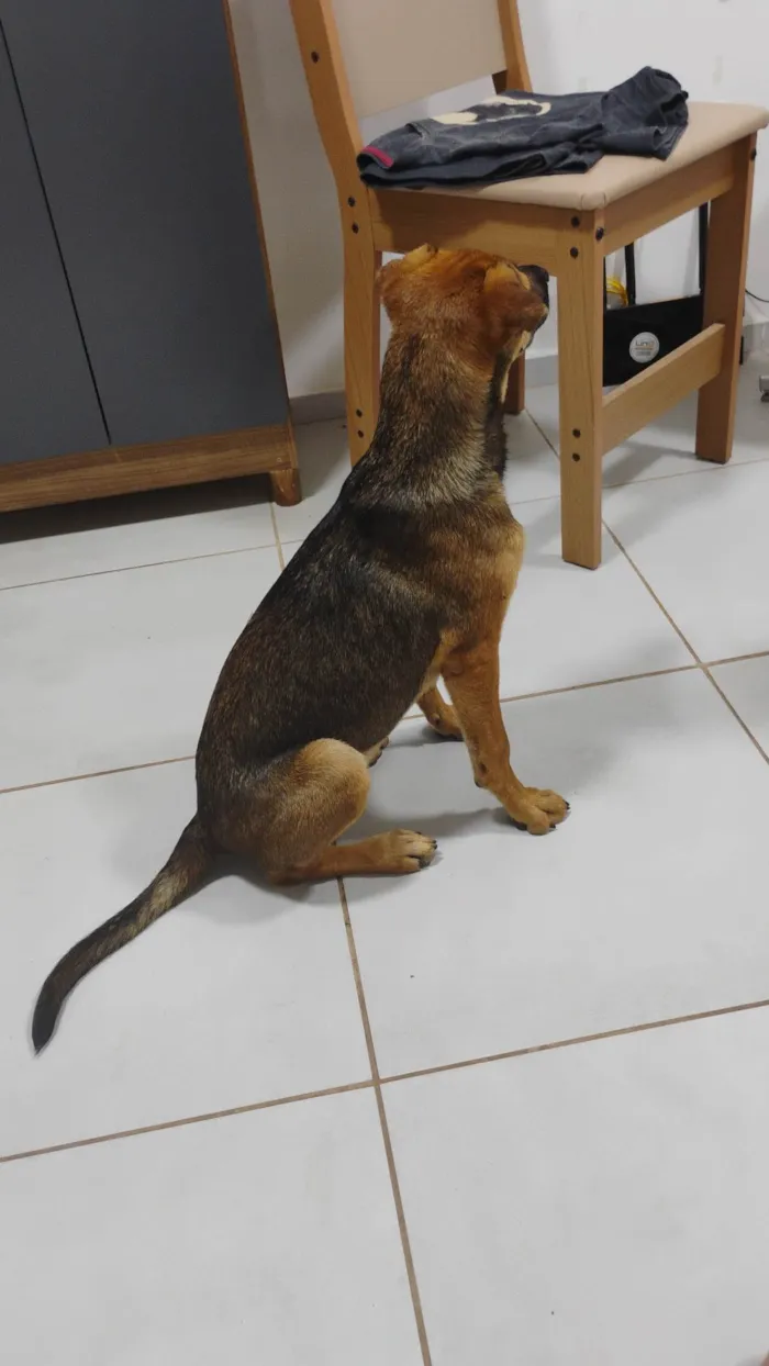 Cachorro ra a SRD-ViraLata idade 7 a 11 meses nome Flôr 