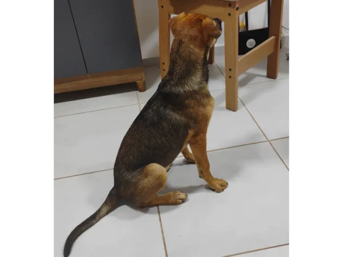 Cachorro ra a SRD-ViraLata idade 7 a 11 meses nome Flôr 