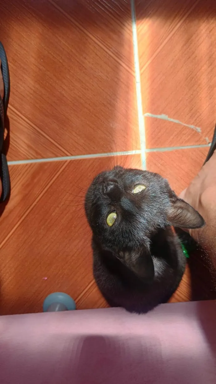 Gato ra a SRD-ViraLata idade 2 a 6 meses nome Nina 