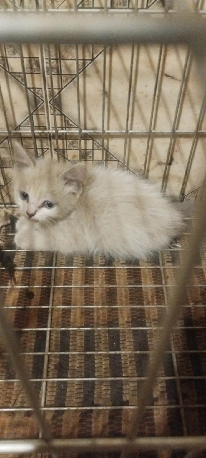 Gato ra a SRD-ViraLata idade 2 a 6 meses nome Sem nome