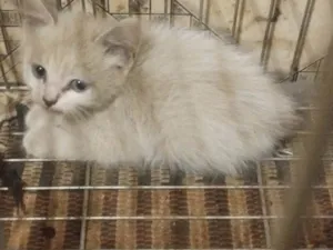 Gato raça SRD-ViraLata idade 2 a 6 meses nome Sem nome