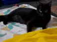 Mika 