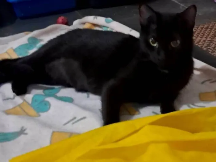 Gato ra a SRD-ViraLata idade 2 anos nome Mika 