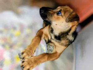 Cachorro raça SRD-ViraLata idade 7 a 11 meses nome Flôr 