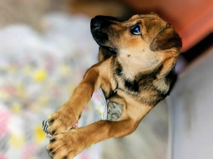 Cachorro ra a SRD-ViraLata idade 7 a 11 meses nome Flôr 