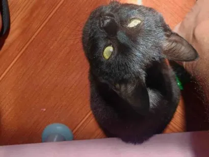 Gato raça SRD-ViraLata idade 2 a 6 meses nome Nina 