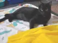Mika 