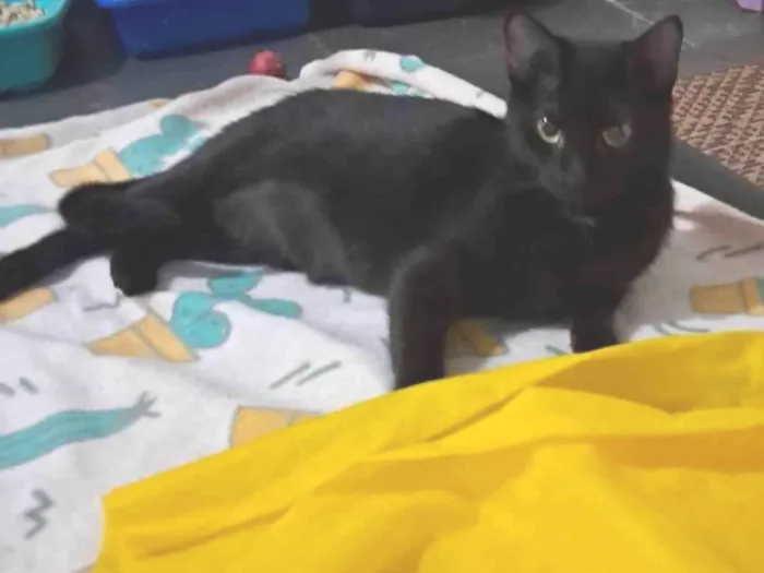 Gato ra a SRD-ViraLata idade 2 anos nome Mika 