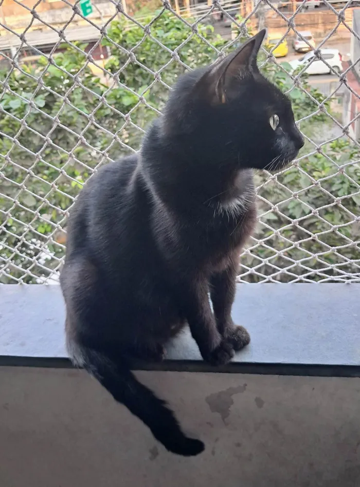 Gato ra a SRD-ViraLata idade 2 anos nome Mika 