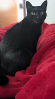 Bao