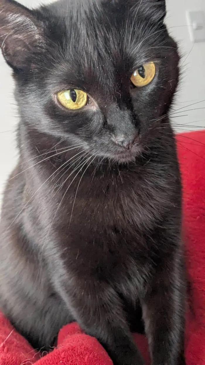 Gato ra a SRD-ViraLata idade 4 anos nome Bao