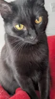 Bao