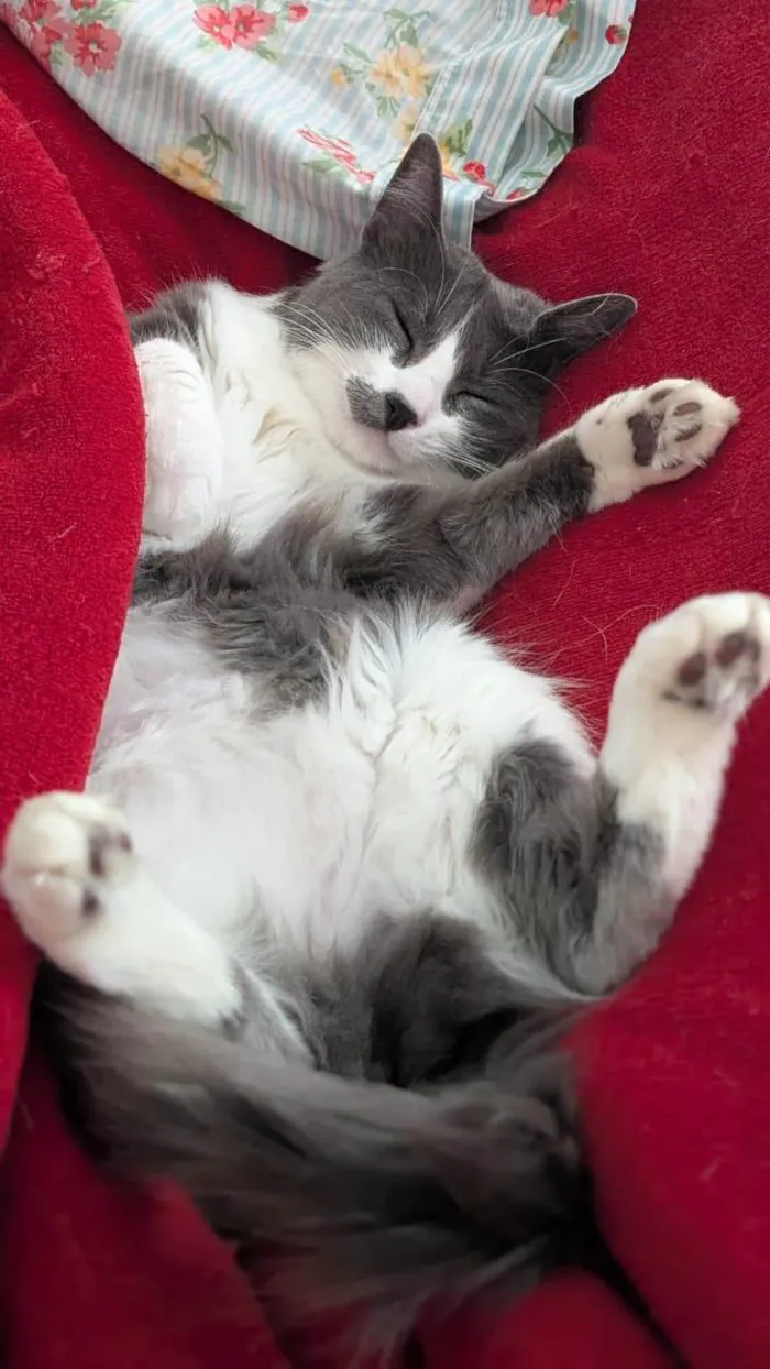 Gato ra a SRD-ViraLata idade 2 anos nome Iná