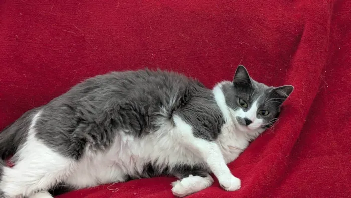Gato ra a SRD-ViraLata idade 2 anos nome Iná