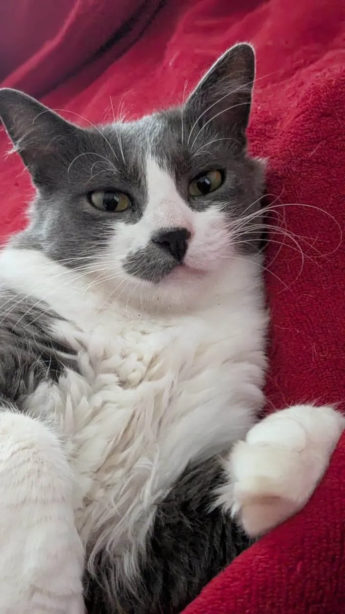 Gato ra a SRD-ViraLata idade 2 anos nome Iná