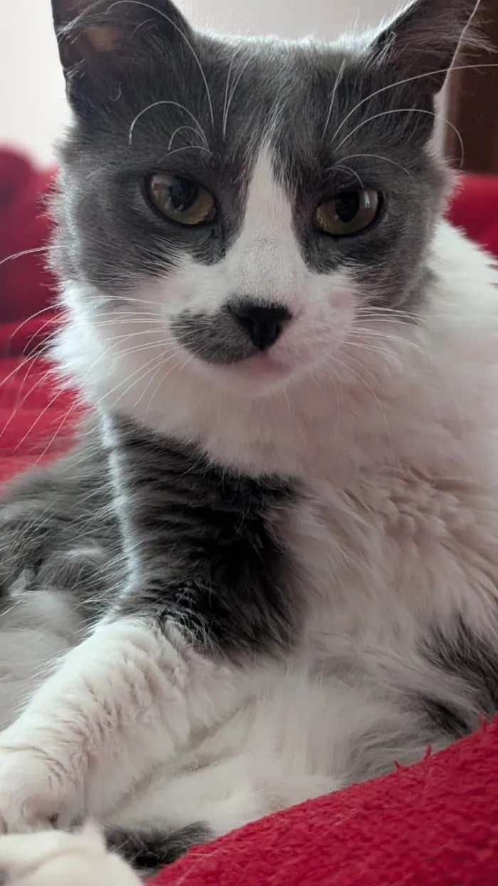 Gato ra a SRD-ViraLata idade 2 anos nome Iná