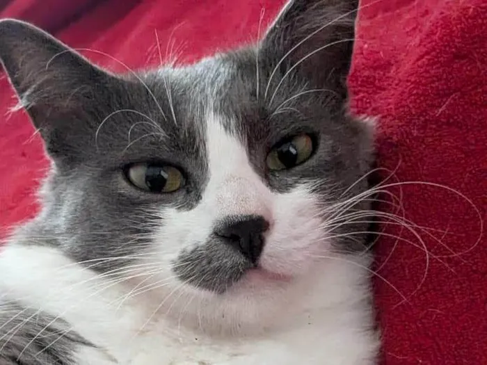 Gato ra a SRD-ViraLata idade 2 anos nome Iná