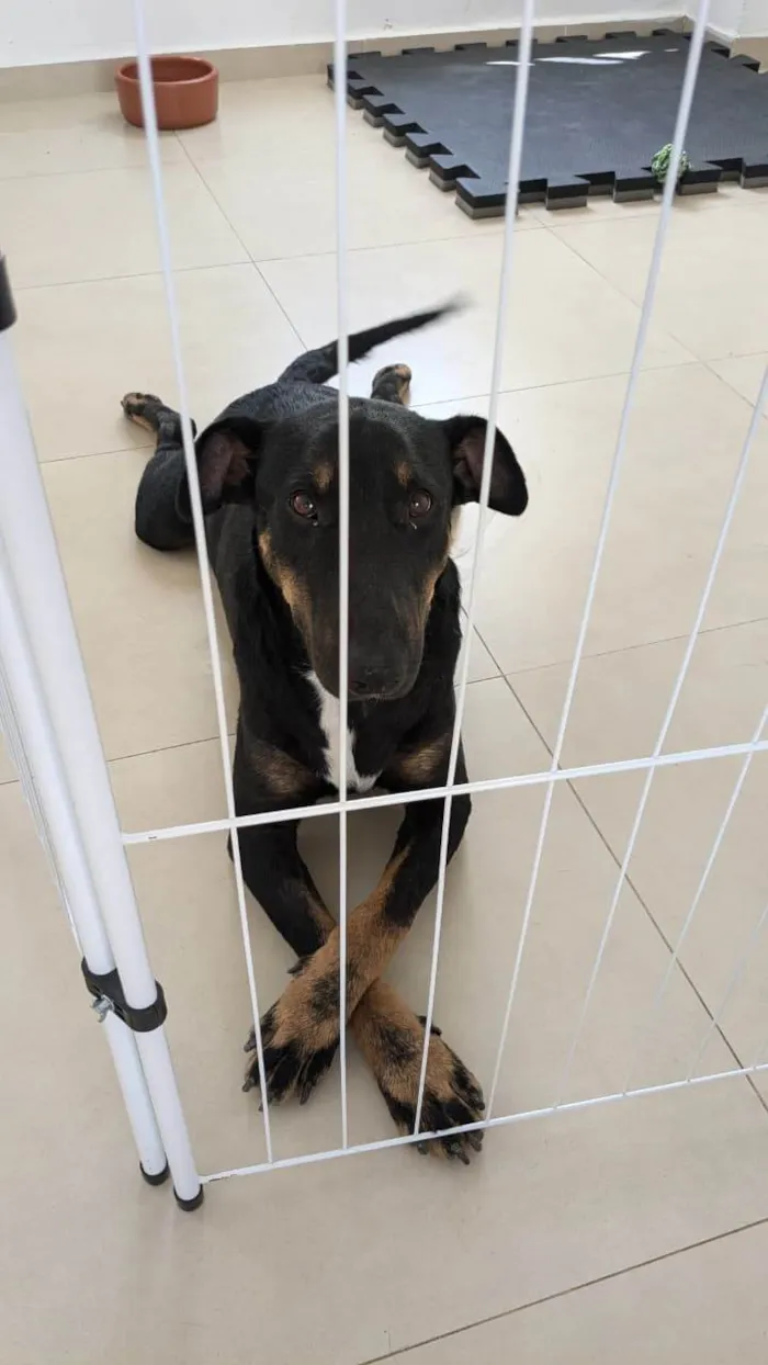 Cachorro ra a SRD-ViraLata idade 2 anos nome Aleixo