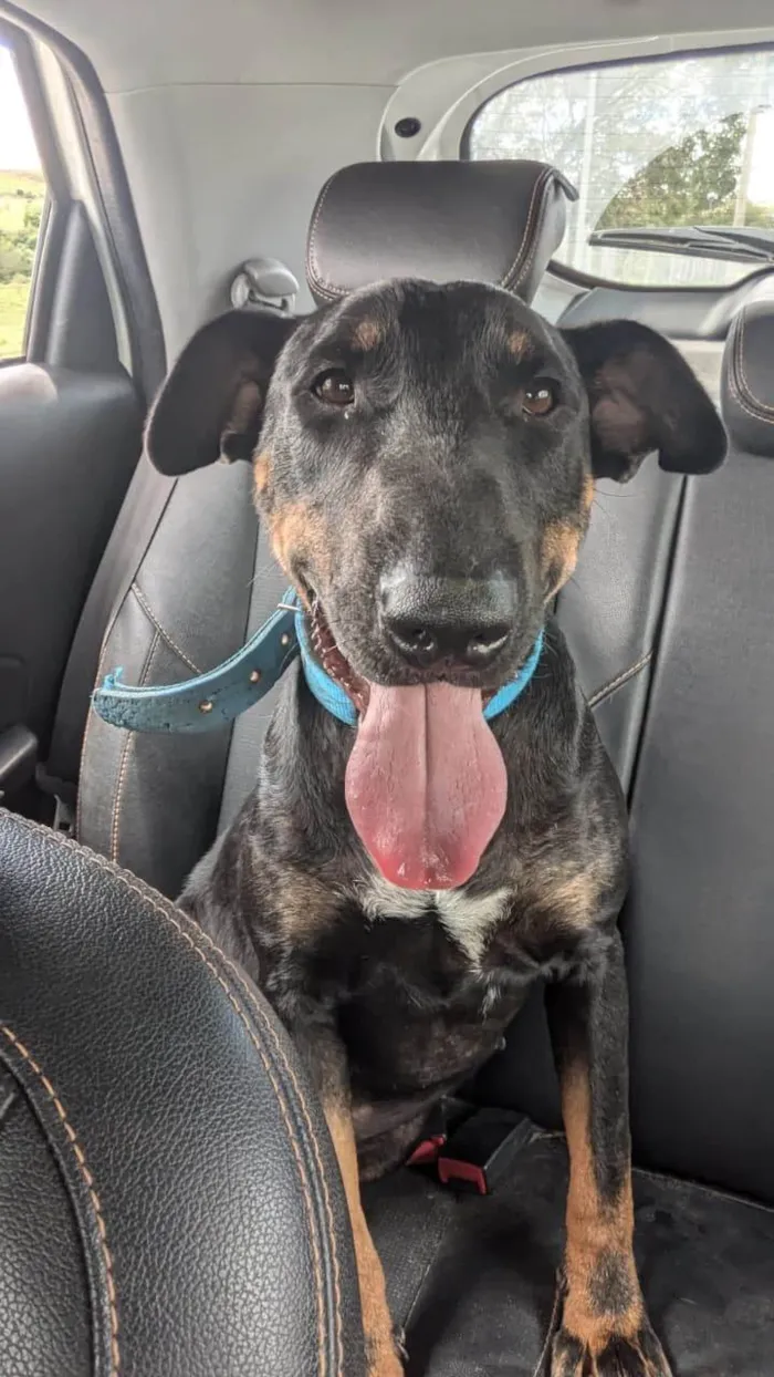 Cachorro ra a SRD-ViraLata idade 2 anos nome Aleixo