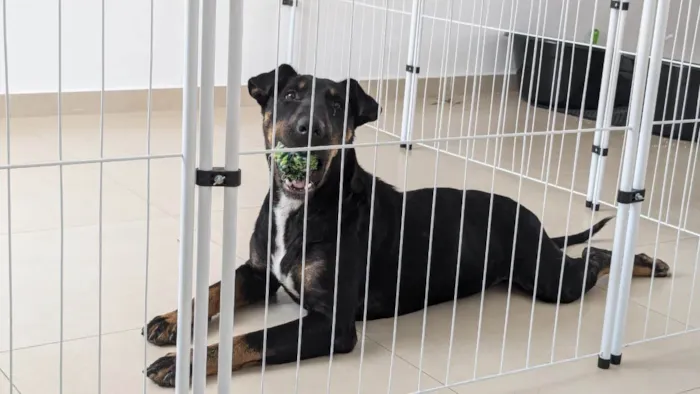 Cachorro ra a SRD-ViraLata idade 2 anos nome Aleixo
