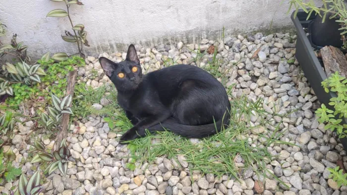 Gato ra a SRD-ViraLata idade 1 ano nome Kaká