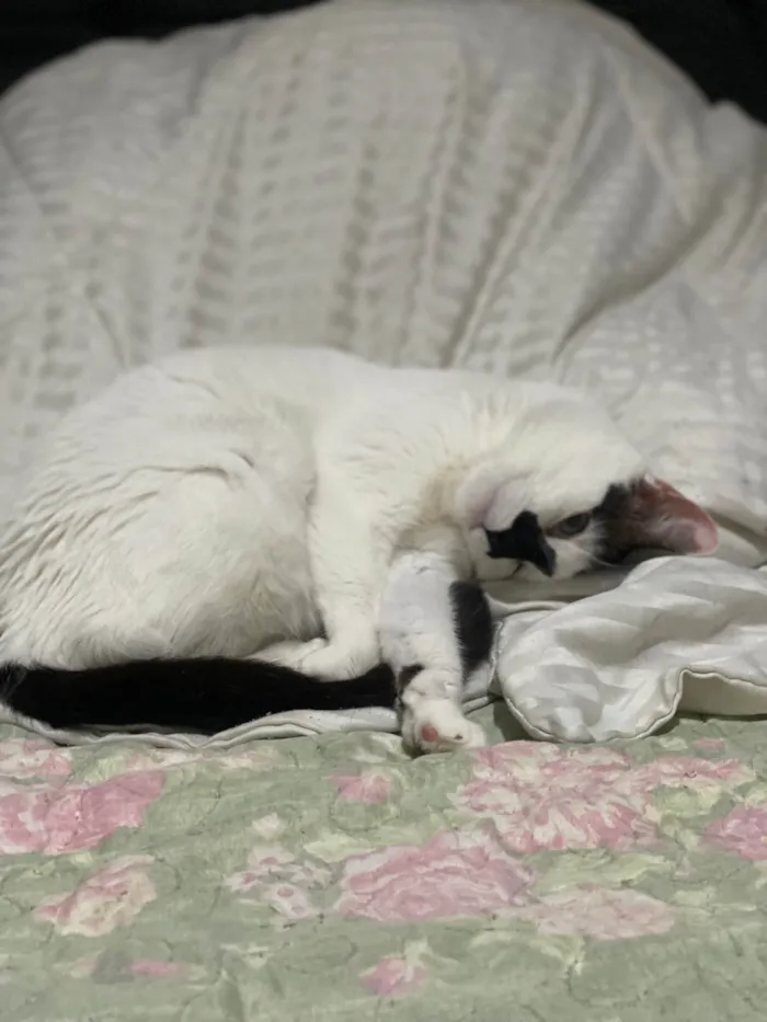 Gato ra a SRD-ViraLata idade 4 anos nome Mufaça