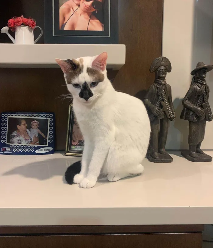 Gato ra a SRD-ViraLata idade 4 anos nome Mufaça