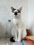 Mufaça