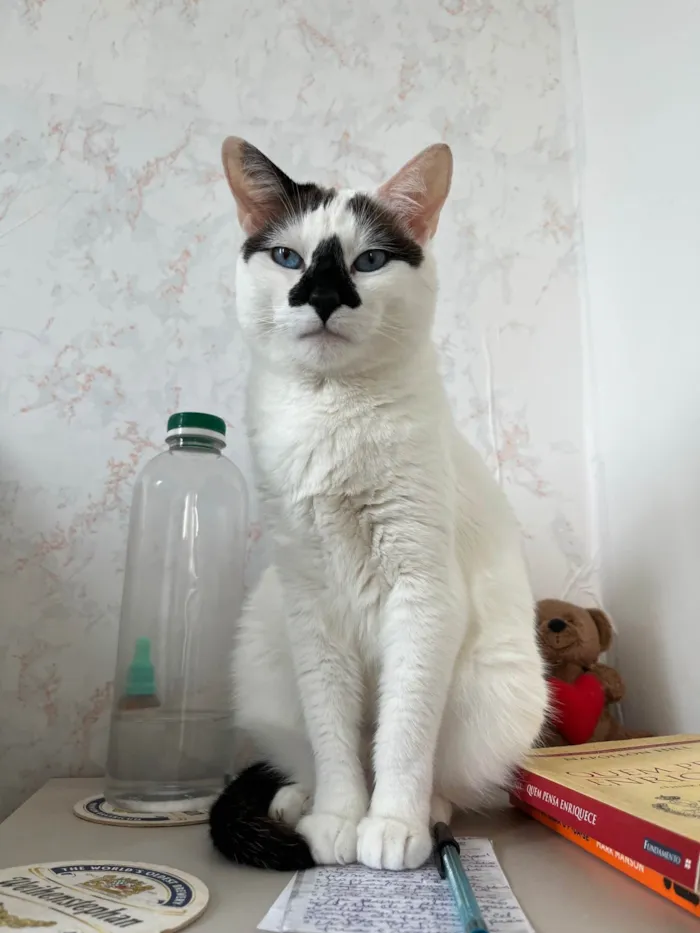Gato ra a SRD-ViraLata idade 4 anos nome Mufaça