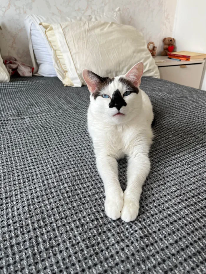 Gato ra a SRD-ViraLata idade 4 anos nome Mufaça
