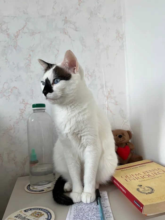 Gato ra a SRD-ViraLata idade 4 anos nome Mufaça