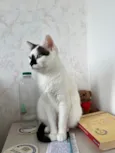 Mufaça
