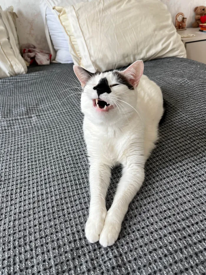 Gato ra a SRD-ViraLata idade 4 anos nome Mufaça