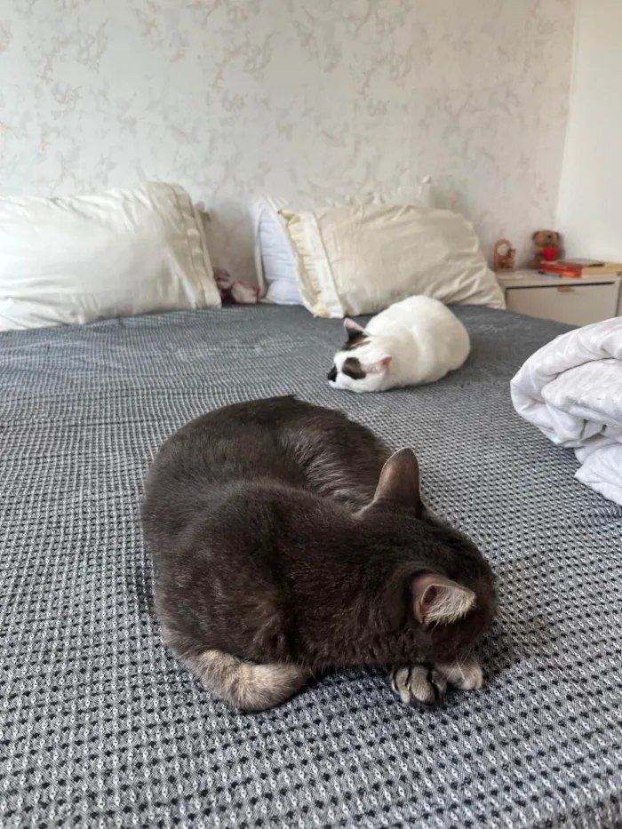 Gato ra a SRD-ViraLata idade 4 anos nome Mufaça
