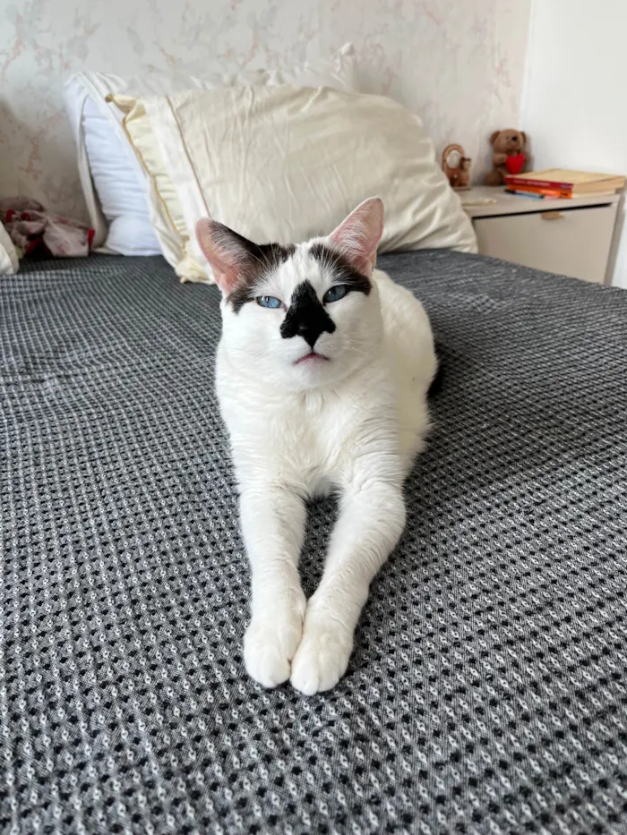 Gato ra a SRD-ViraLata idade 4 anos nome Mufaça
