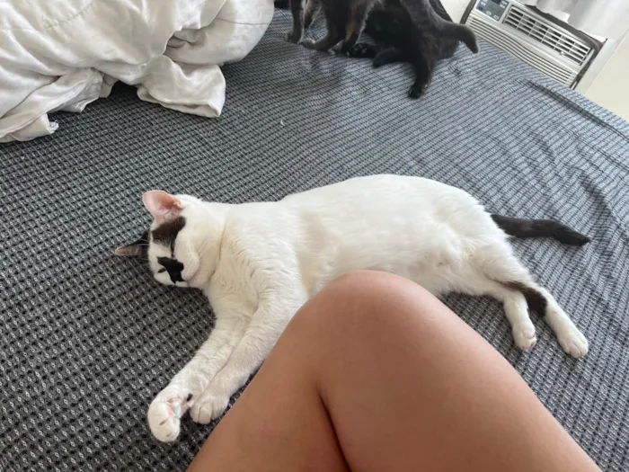 Gato ra a SRD-ViraLata idade 4 anos nome Mufaça