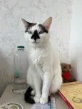 Mufaça
