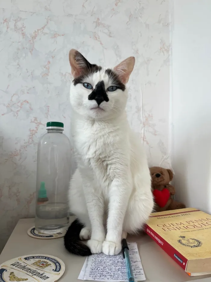 Gato ra a SRD-ViraLata idade 4 anos nome Mufaça