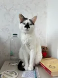 Mufaça
