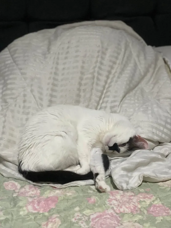 Gato ra a SRD-ViraLata idade 4 anos nome Mufaça