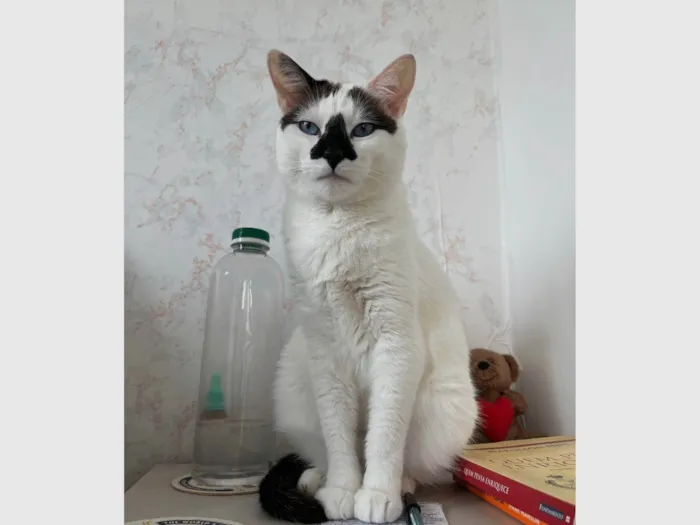 Gato ra a SRD-ViraLata idade 4 anos nome Mufaça