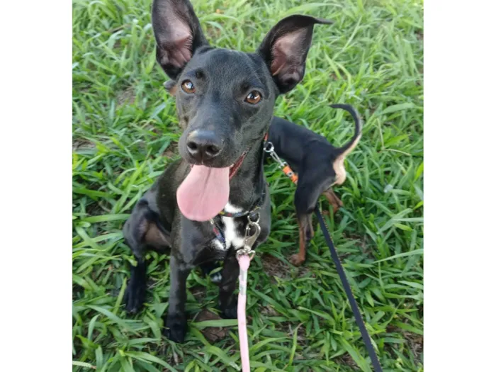 Cachorro ra a SRD-ViraLata idade 7 a 11 meses nome Kiara 