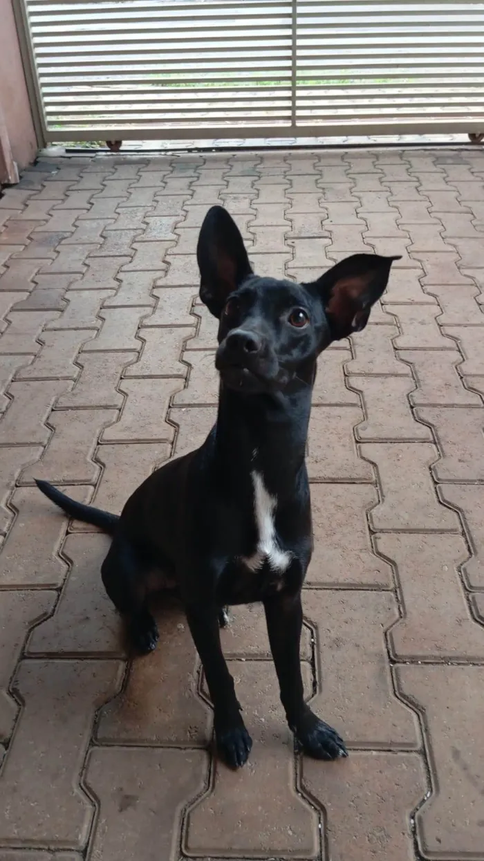 Cachorro ra a SRD-ViraLata idade 7 a 11 meses nome Kiara 