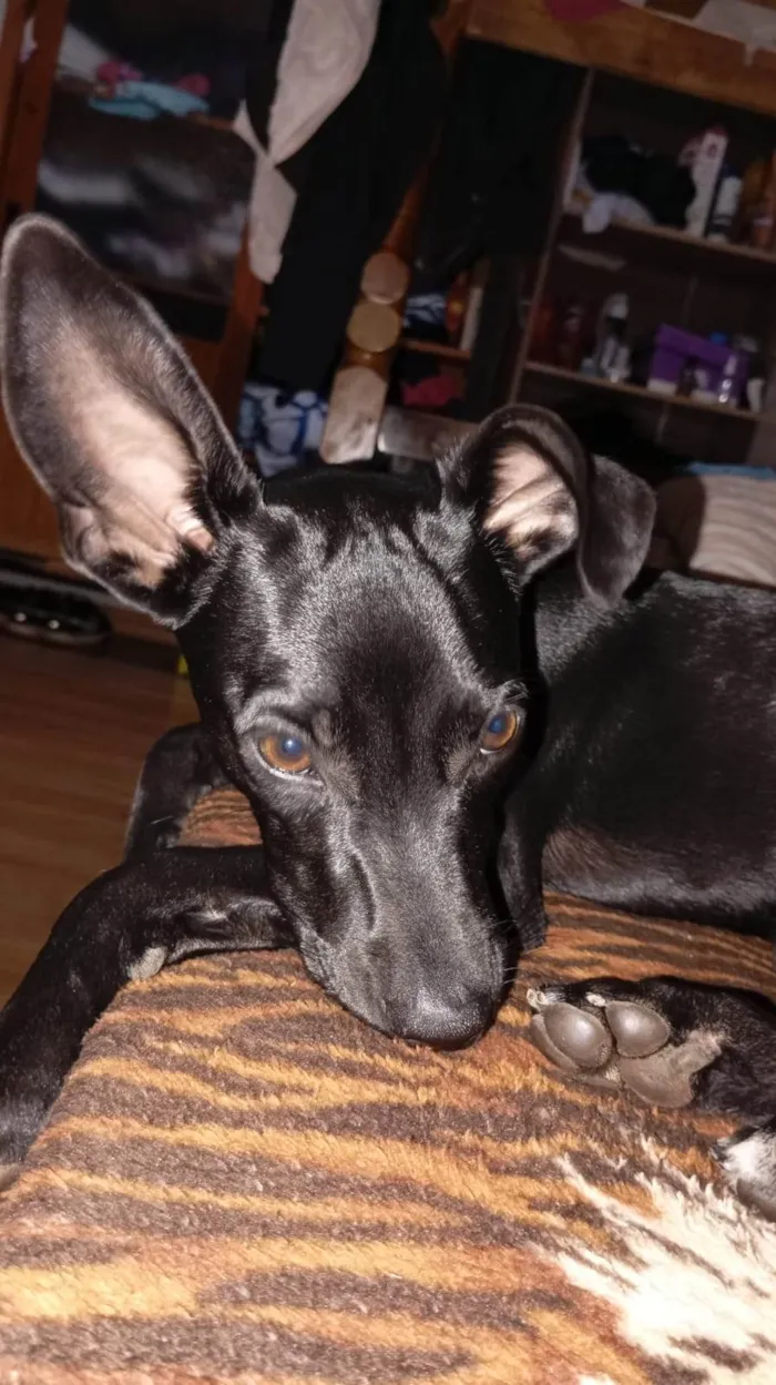 Cachorro ra a SRD-ViraLata idade 7 a 11 meses nome Kiara 