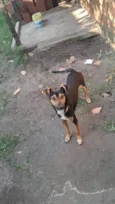 Menino