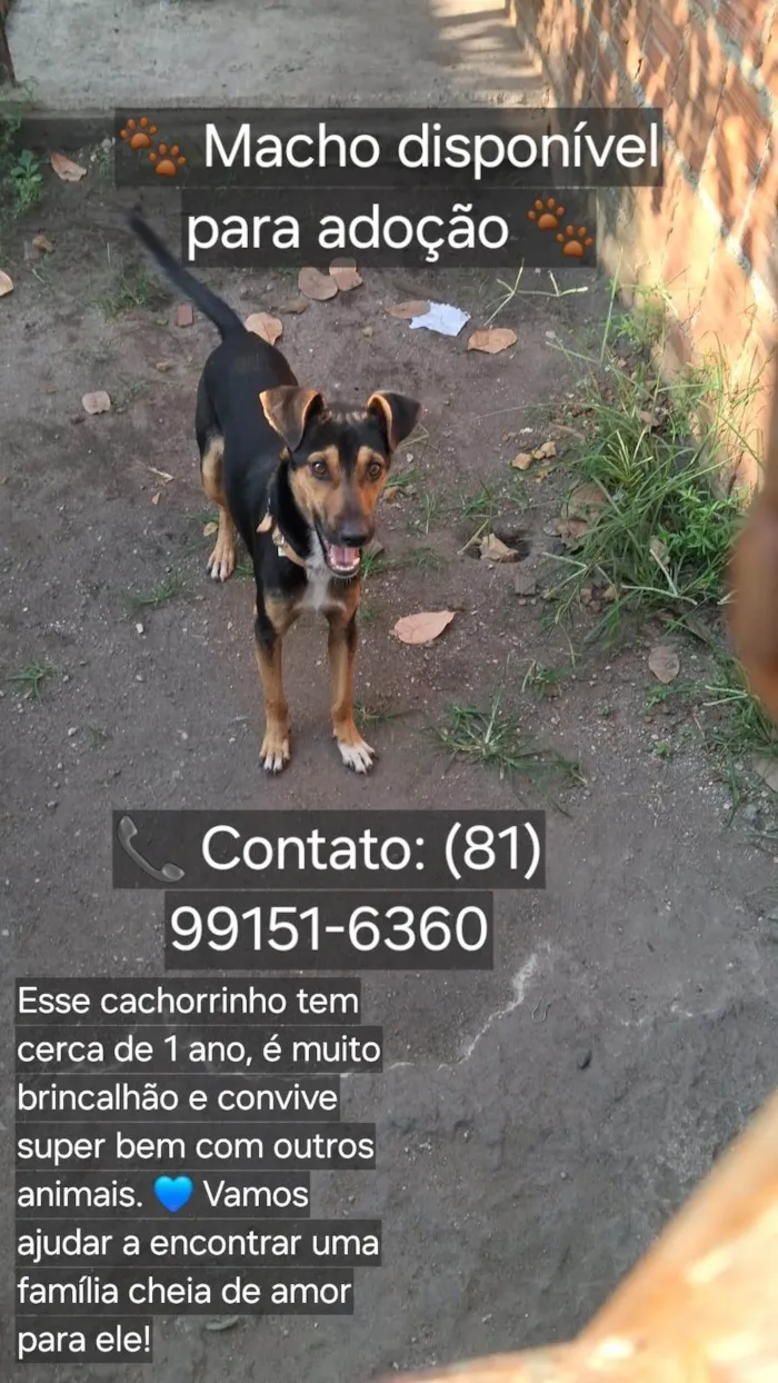 Cachorro ra a SRD-ViraLata idade 1 ano nome Menino 